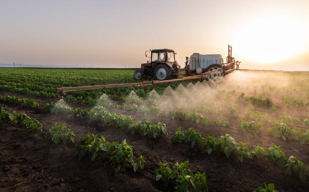 Best Ant Control Services  in Calumet Park, IL