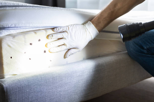 Best Local Pest Control Services  in Calumet Park, IL