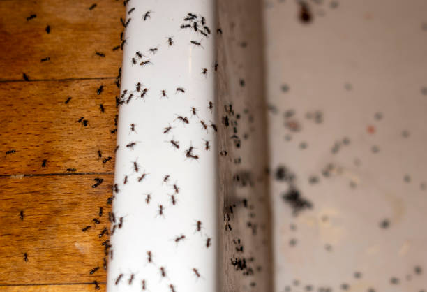Reliable Calumet Park, IL Pest Control Solutions