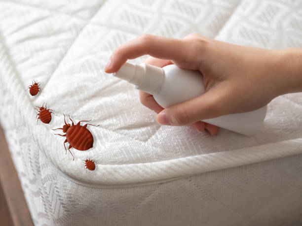 Best Mosquito Control Services  in Calumet Park, IL