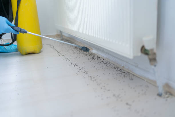 Best Flea Control Services  in Calumet Park, IL